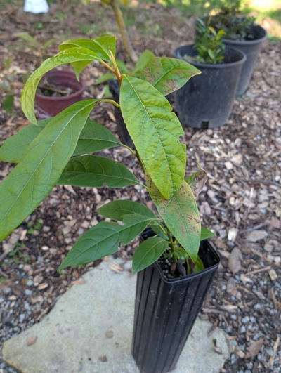 (February 16, 2026) Tree assigned -- ...and distributed.