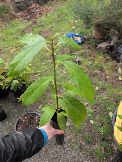 (February 16, 2026) Tree assigned -- ...and distributed.