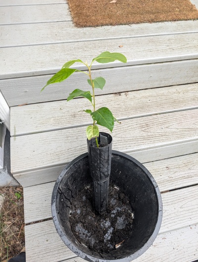 (February 17, 2026) Tree assigned -- ...and distributed.