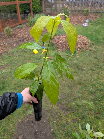 (February 17, 2026) Tree assigned -- ...and distributed.