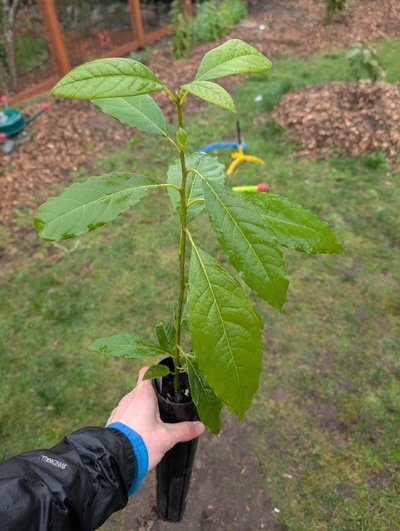 (February 17, 2026) Tree assigned -- ...and distributed.