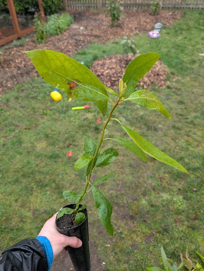 (February 17, 2026) Tree assigned -- ...and distributed.