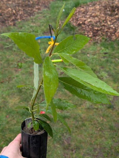 (February 17, 2026) Tree assigned -- ...and distributed.