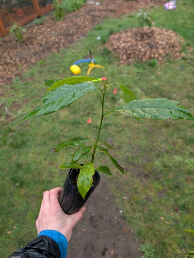 (February 17, 2026) Tree assigned -- ...and distributed.