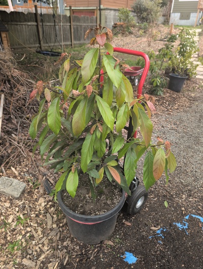 (February 20, 2026) Tree assigned -- ...and distributed.