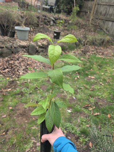 (February 20, 2026) Tree assigned -- ...and distributed.