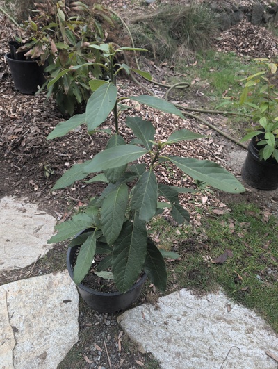 (February 20, 2026) Tree assigned -- ...and distributed.