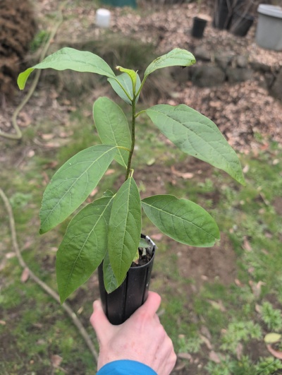 (February 20, 2026) Tree assigned -- ...and distributed.