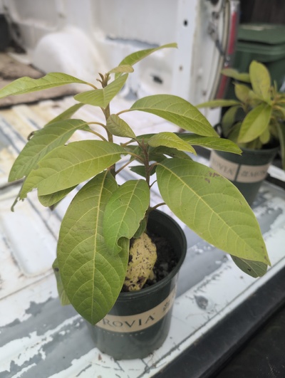 (February 20, 2026) Tree assigned -- ...and distributed.