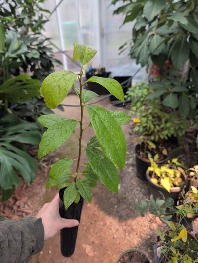 (February 21, 2026) Tree assigned -- ...and distributed.