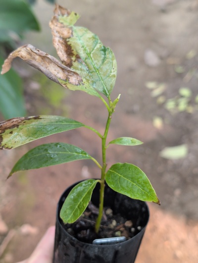 (February 21, 2026) Tree assigned -- ...and distributed.