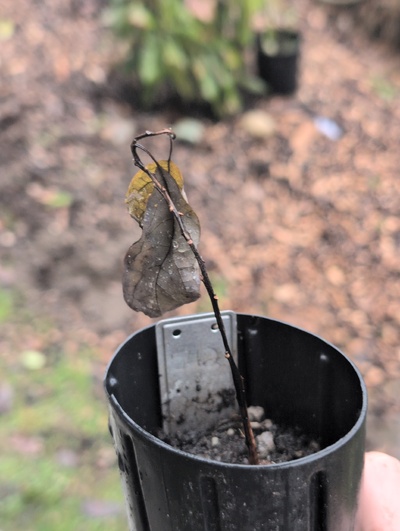 (February 21, 2026) Dead -- Died from apparent root rot over winter