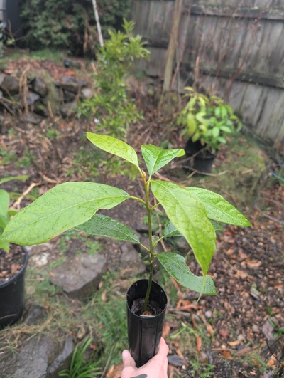 (February 21, 2026) Tree assigned -- ...and distributed.