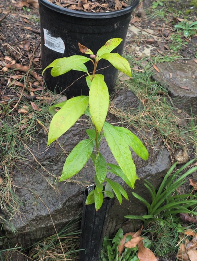 (February 21, 2026) Tree assigned -- ...and distributed.