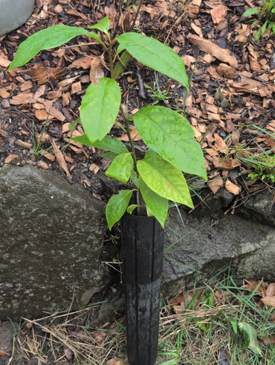 (February 21, 2026) Tree assigned -- ...and distributed.