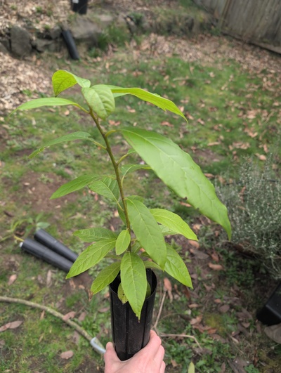 (March 3, 2026) Tree assigned -- ...and distributed.