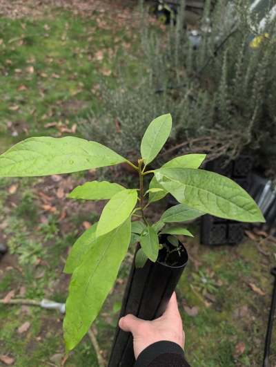 (March 3, 2026) Tree assigned -- ...and distributed.