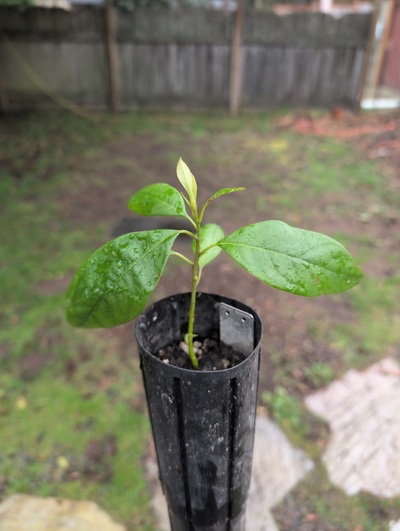 (March 4, 2026) Update -- Runty fella but seems otherwise healthy