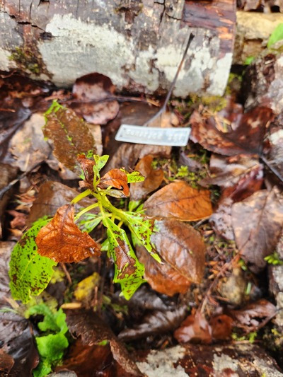 (March 4, 2026) Winter Survival Pic -- Looks like she'll pull through the winter here in Monroe. About a foot tall, with only a thin layer of leaves at the base for protection.