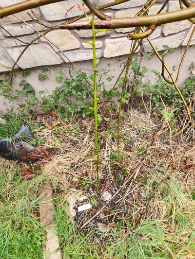 (March 4, 2026) Winter Survival Pic -- Aargh! Looks like a deer must have snipped off all the leaves, but the trunk looks viable despite only a thin layer of leaves at the base as winter protection, though it is planted next to a south-facing brick wall. It's about 3 feet high.