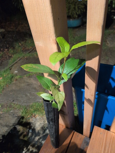 (March 12, 2026) Update -- Alive