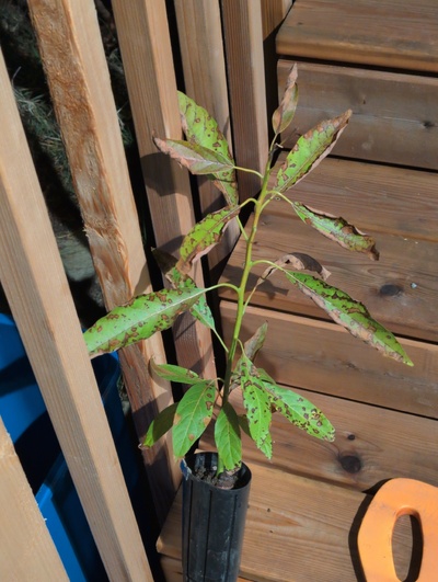 (March 12, 2026) Update -- Alive, but took some damage over the winter