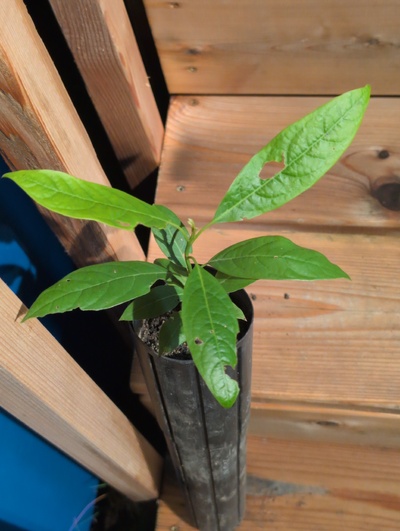 (March 12, 2026) Update -- Alive and well, although rather stunted 