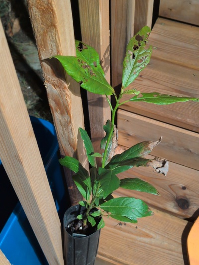 (March 12, 2026) Update -- Alive 