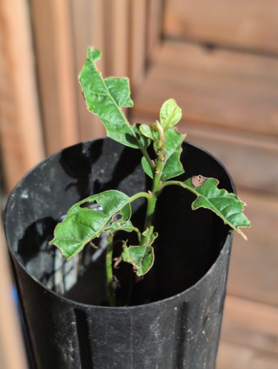 (March 12, 2026) Update -- Not doing so great after the graft failed.