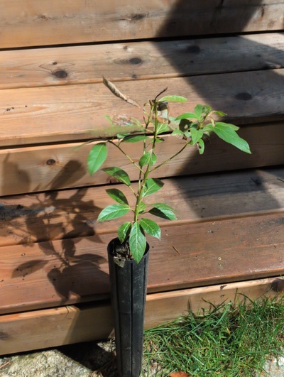 (March 12, 2026) Update -- Took some frost damage