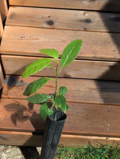 (March 12, 2026) Update -- Alive