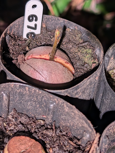 (March 14, 2026) Update -- Sprouted but something nibbled it off (slug?)