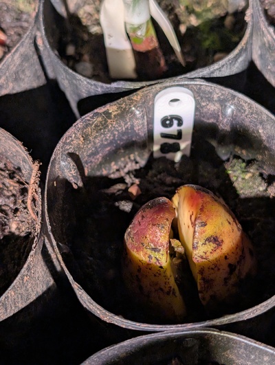 (March 14, 2026) Update -- Sprouting