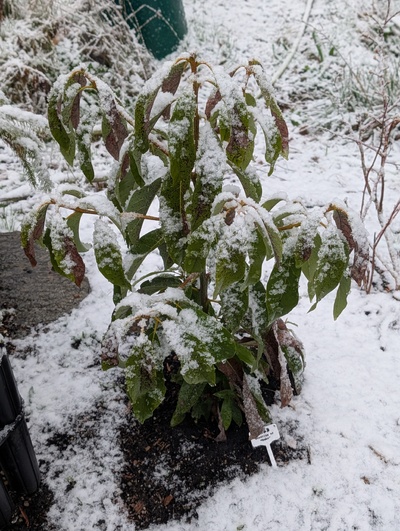 (March 14, 2026) Update -- Snow