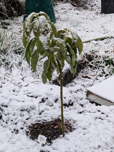 (March 14, 2026) Update -- Snow