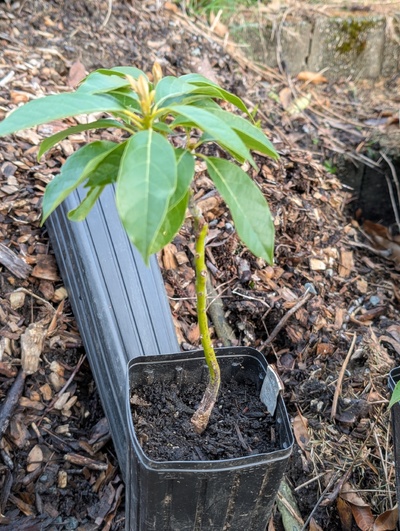 (March 25, 2026) Update -- Graft is budding out