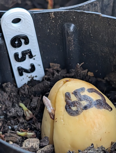 (March 28, 2026) Update -- Sprouting