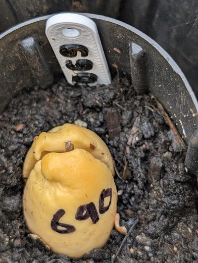 (April 2, 2026) Update -- Sprouting