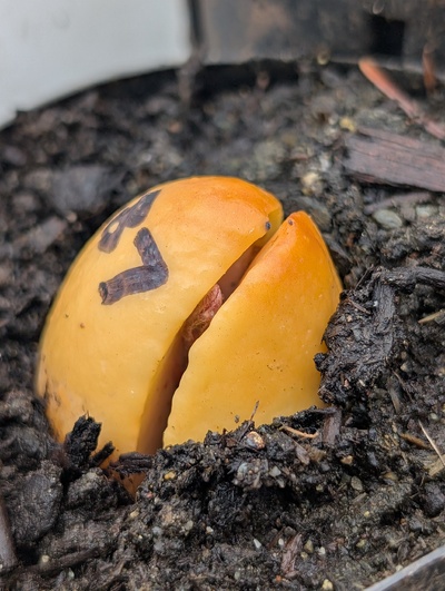 (April 2, 2026) Update -- Sprouting