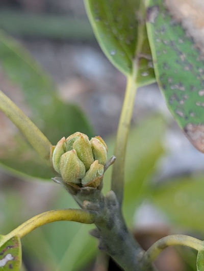 (April 10, 2026) Update -- Flowers appear to be present on a few terminal buds 