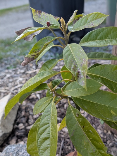 (April 10, 2026) Update -- Budding out