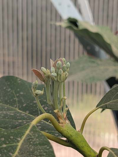 (April 10, 2026) Update -- Flowers getting close to opening in the greenhouse