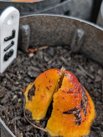 (April 22, 2026) Update -- One of the first seeds from this brood to sprout 