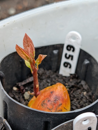 (April 22, 2026) Update -- Sprouting nicely