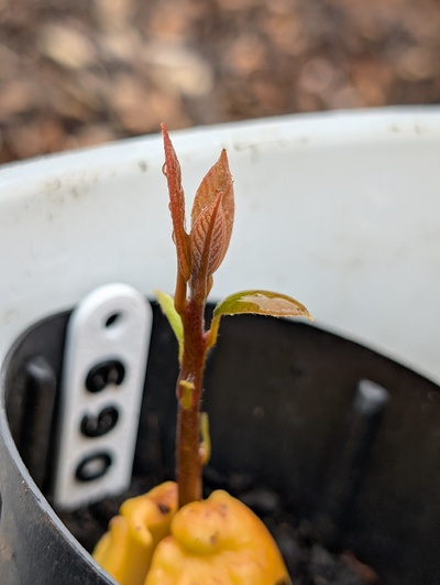 (April 22, 2026) Update -- Good growth