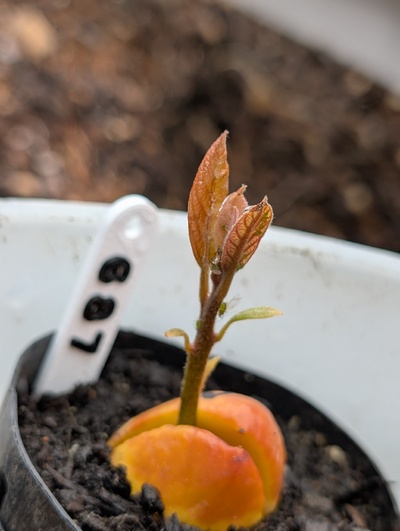 (April 22, 2026) Update -- Growing nicely