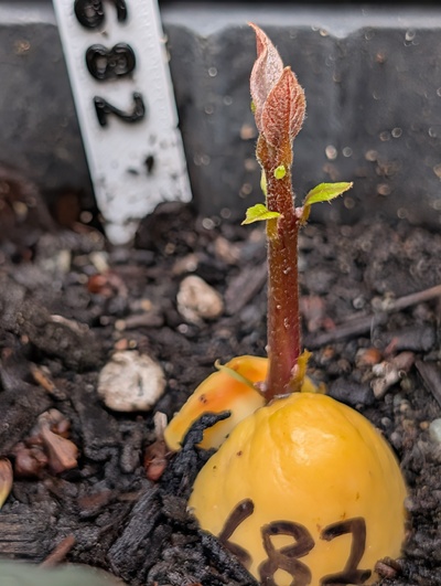 (April 23, 2026) Update -- Sprouting nicely