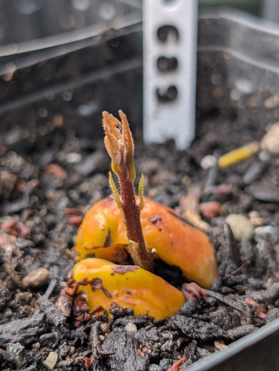 (April 23, 2026) Update -- Sprouting nicely