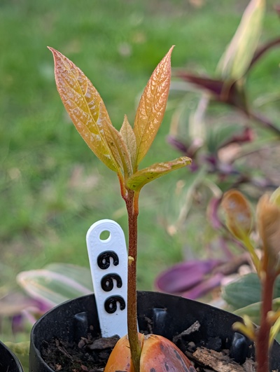 (April 27, 2026) Update -- Growing nicely so far