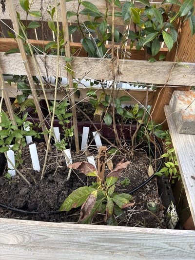 (May 8, 2026) Spring -- Some leaves have brown spots